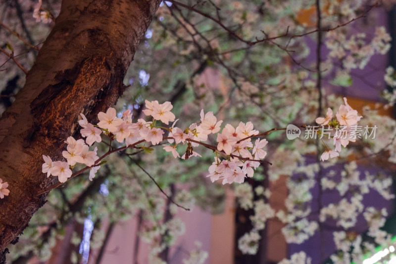 湖南常德府坪街春季樱花街道夜景