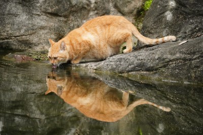 水池旁喝水的橘色小猫