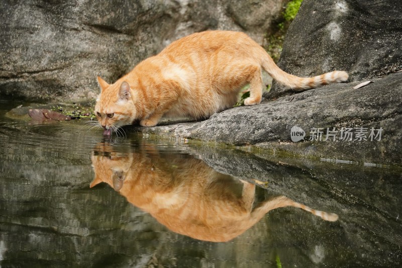 水池旁喝水的橘色小猫