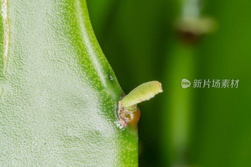 仙人掌植物叶片纹理