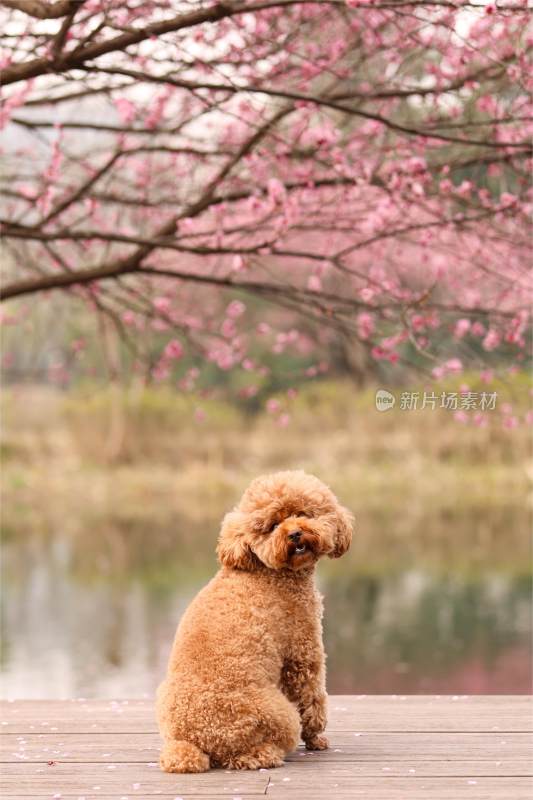 一只坐在梅花树下的泰迪犬