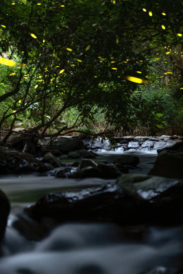 广东清远山林自然生态夏夜精灵萤火虫溪流