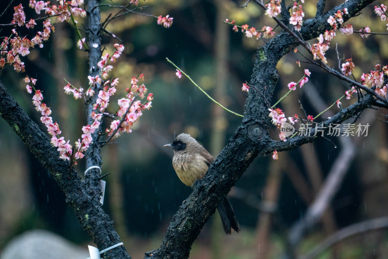 东湖梅园梅花春雨下的报春鸟