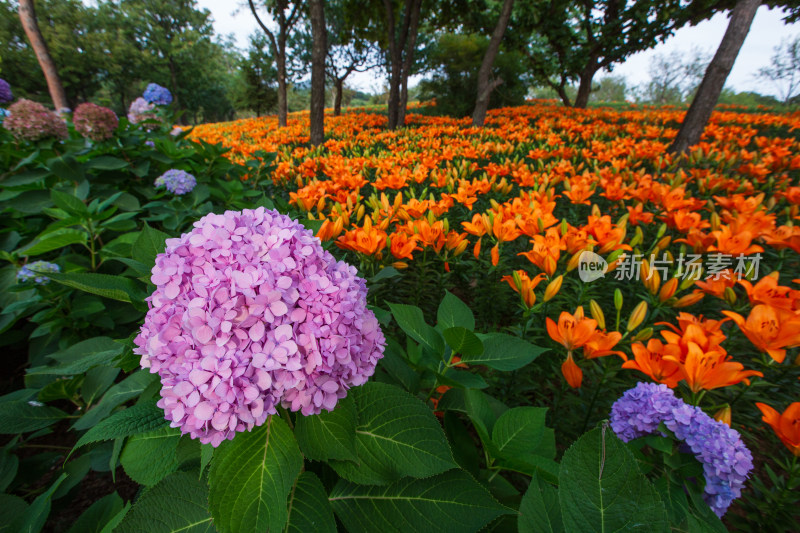 大连英歌石植物园里大片的绣球花和百合花