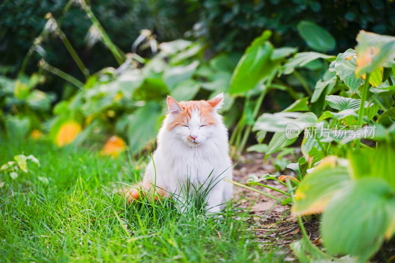 一只猫坐在草地上