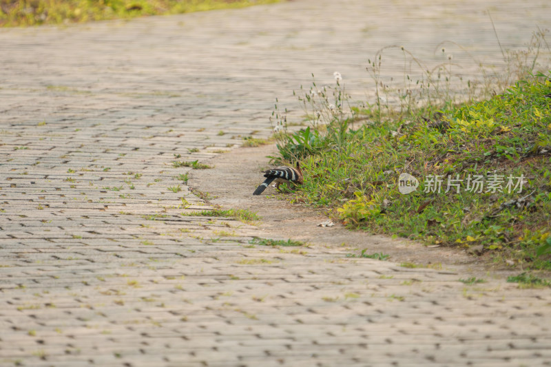 砖石小路上休憩的戴胜鸟