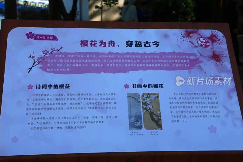 樱花文化科普展板