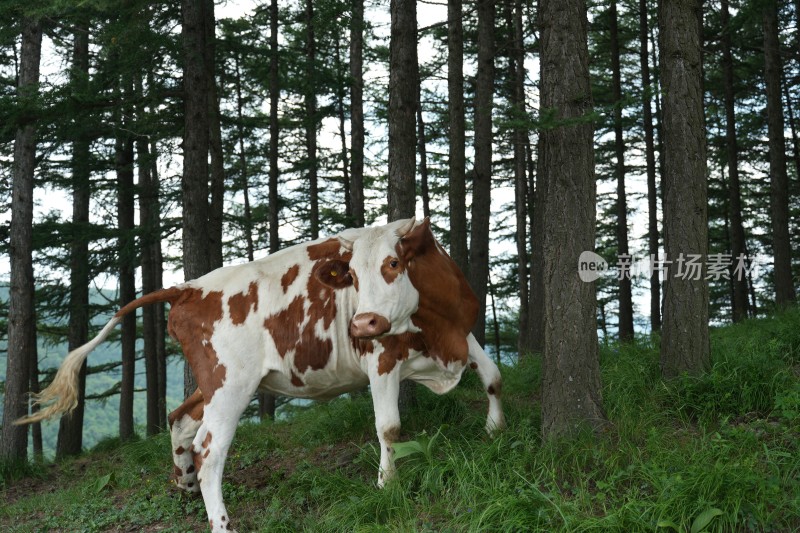 麻田岭夏季风光