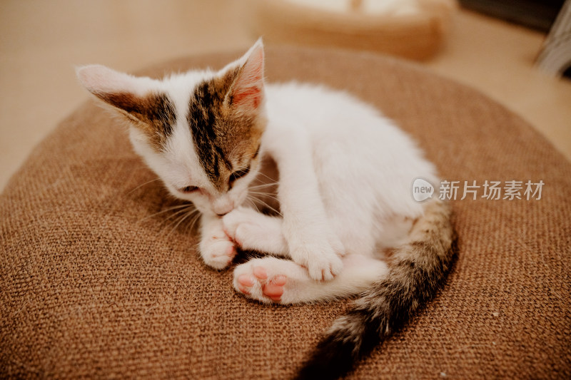 在坐垫上认真清洗自己的三花小奶猫