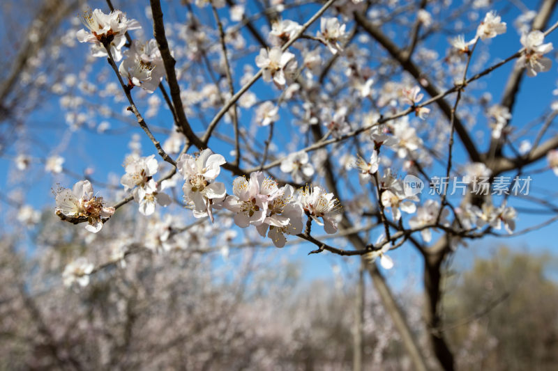 樱花季节拍摄樱花特写