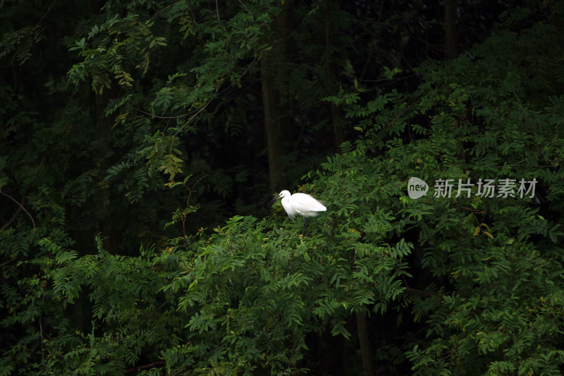 成都温江区江安河的白鹭