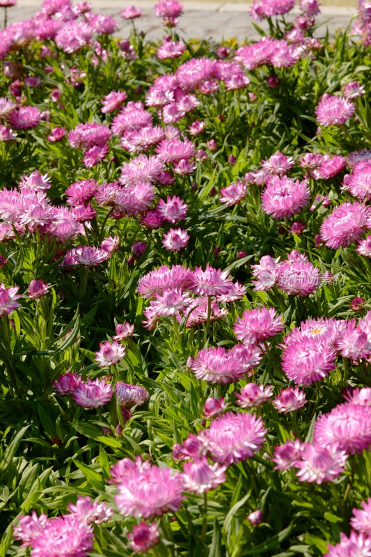 厦门园博苑郁金香花展上的蜡菊