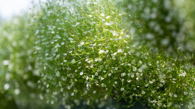 植物满天星特写