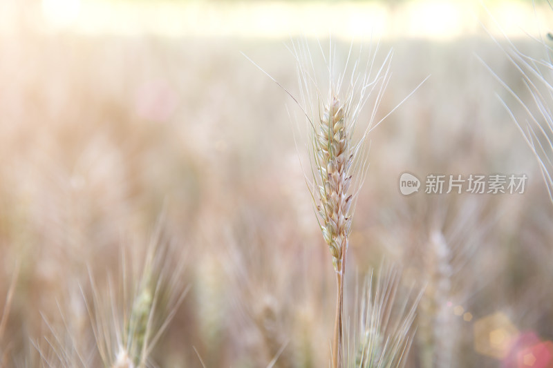 夏季麦田里即将成熟的小麦