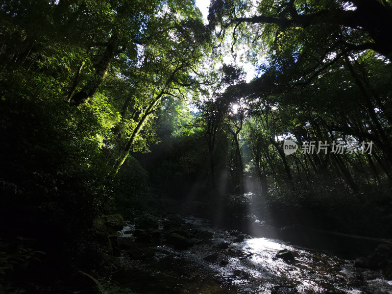 原始森林阳光穿过树林洒落在溪水上