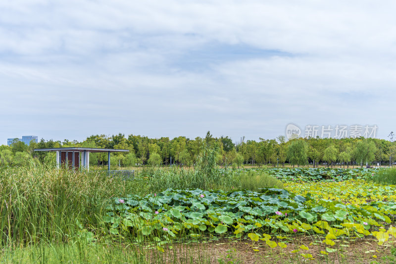 武汉江夏中央大公园风景