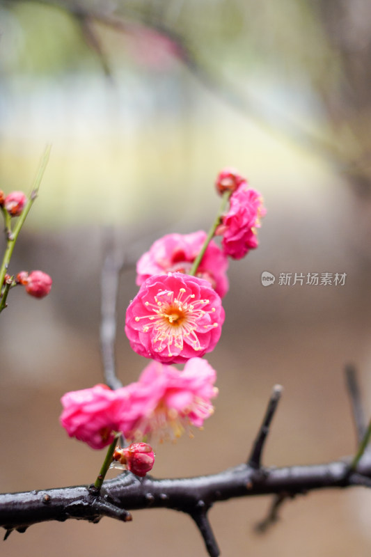 粉红梅花绽放