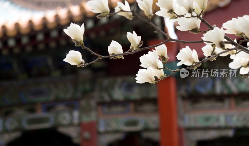 北京故宫里的玉兰花特写