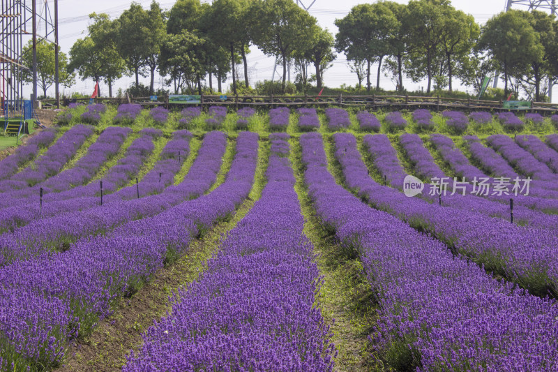 紫色薰衣草花田近景