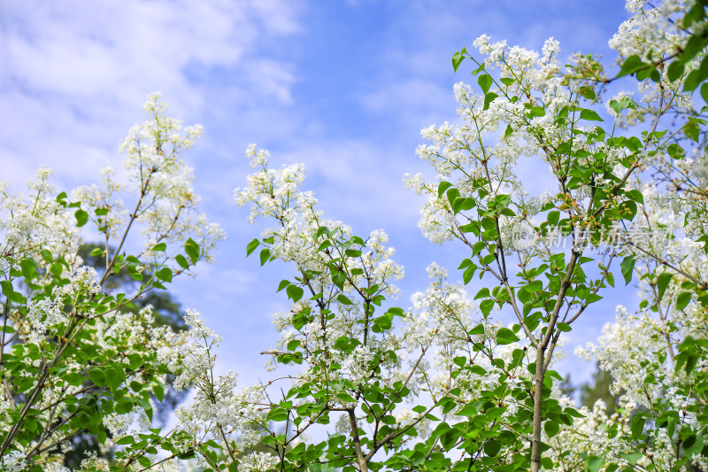 白色丁香花