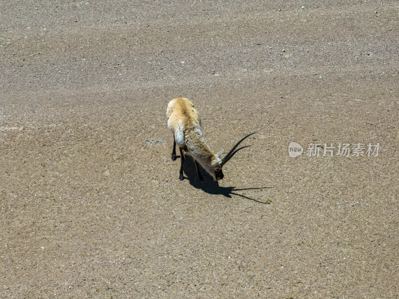 西藏阿里地区无人区荒漠戈壁上的精灵藏羚羊