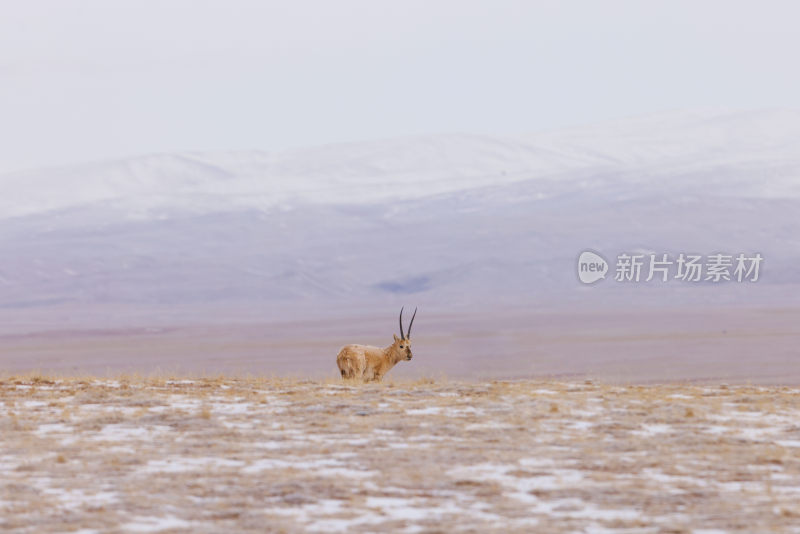 可可西里野生动物高原藏羚羊