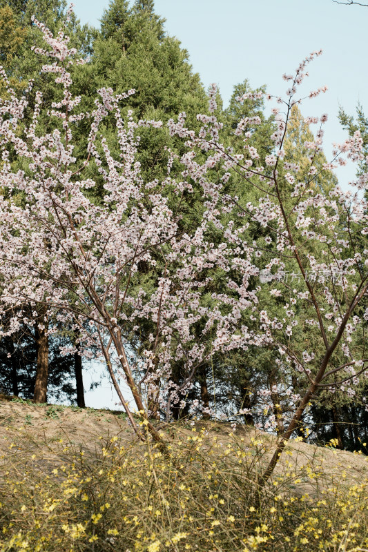 圆明园春天桃花桃树