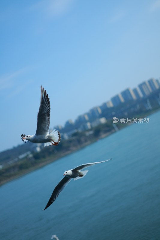 飞翔的海鸥场景