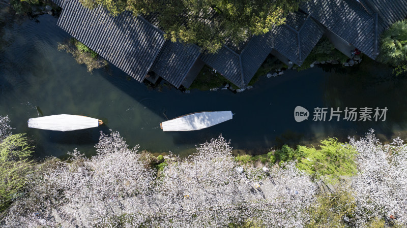 杭州西湖古风建筑与樱花树下的小船