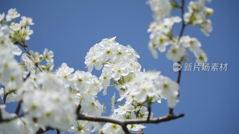 梨树梨花开花