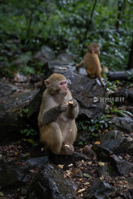 猴子在林间岩石上休憩的场景