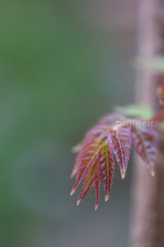 春季鲜嫩的香椿芽