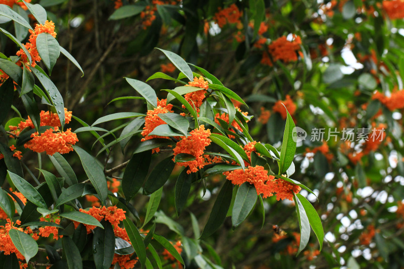 丹桂花枝背景实拍素材