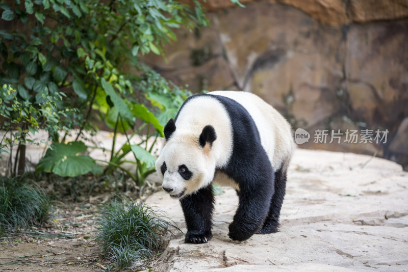 广东长隆野生动物园里的大熊猫