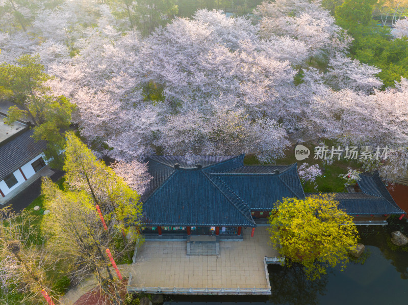 武汉东湖磨山樱花园樱花盛开