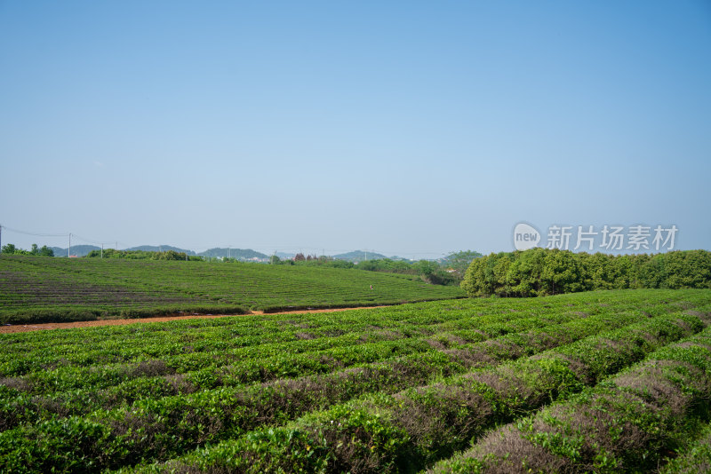 春天茶园采茶