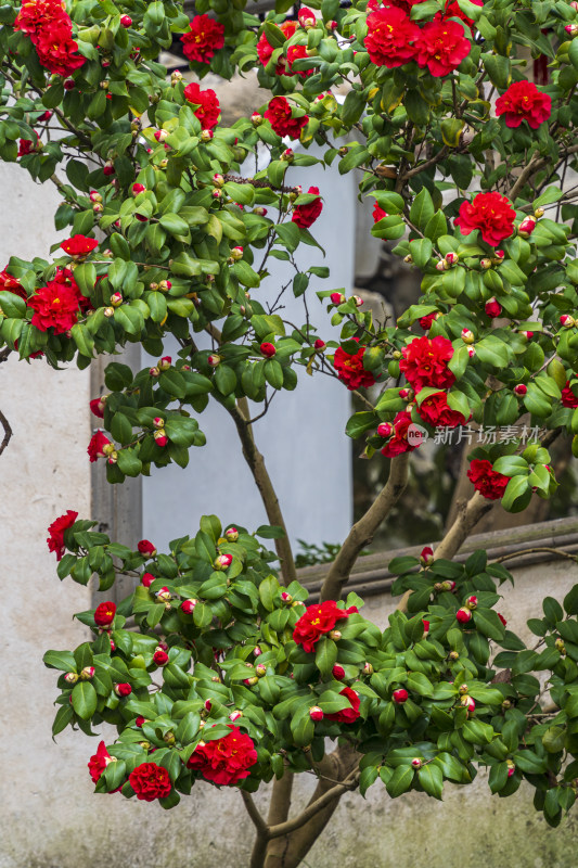 耦园盛开的大红色山茶花，白墙，石窗，屋檐