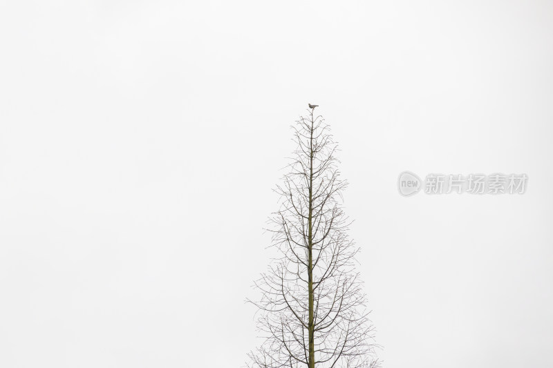 冬天枝头上的一只小鸟