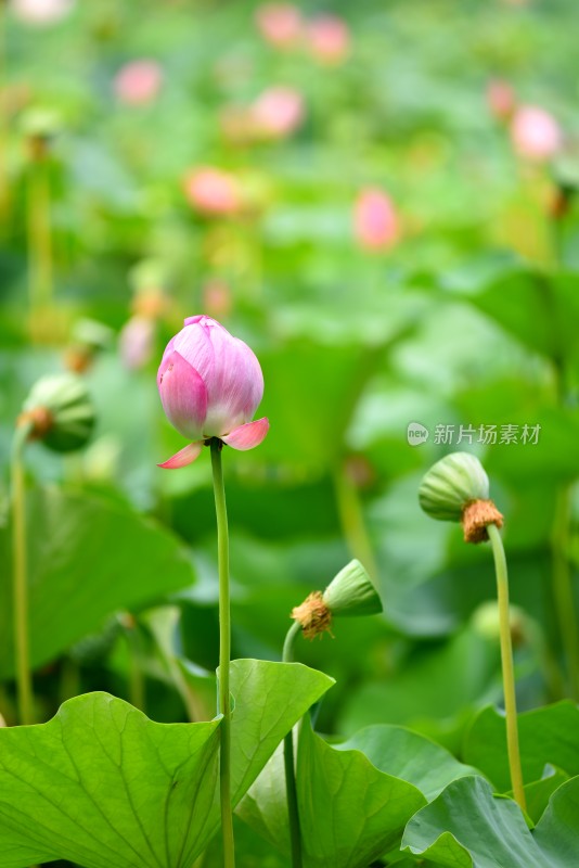 荷花夏日荷花