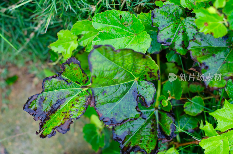 雨水中亮绿色的叶子，叶片残缺