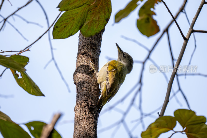 灰头绿啄木鸟（Picus canus）