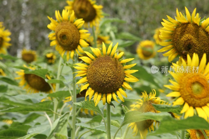 大片向日葵花田绿叶黄花生机勃勃