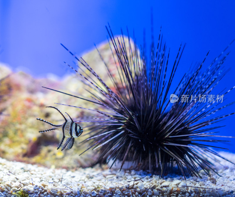 上海海洋水族馆的刺冠海胆