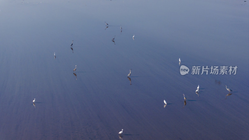 杭州钱塘江湿地滩涂候鸟白鹭