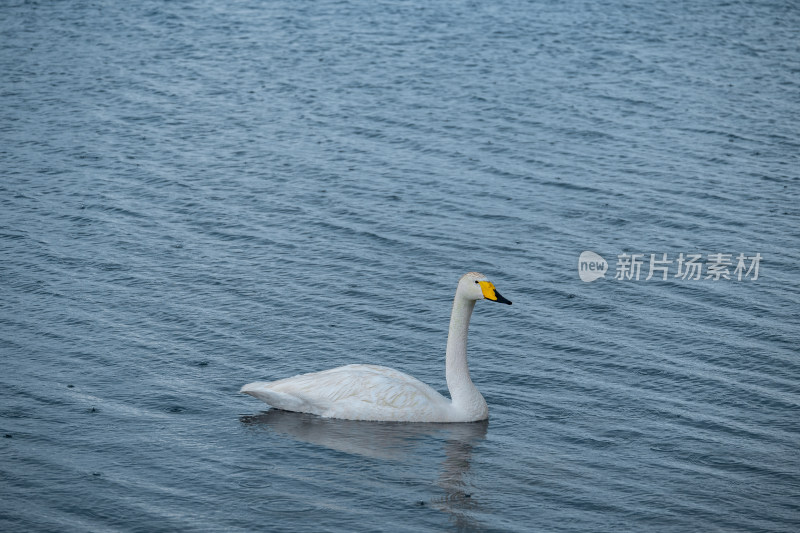 新疆博尔塔拉赛里木湖景区