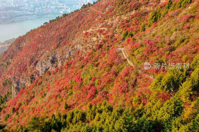 重庆巫山红叶