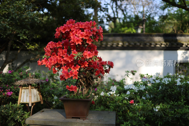 花园里的红花映山红盆摘