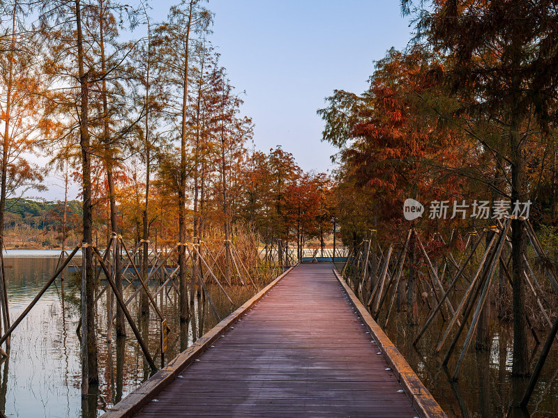 深圳九围湿地公园的秋色