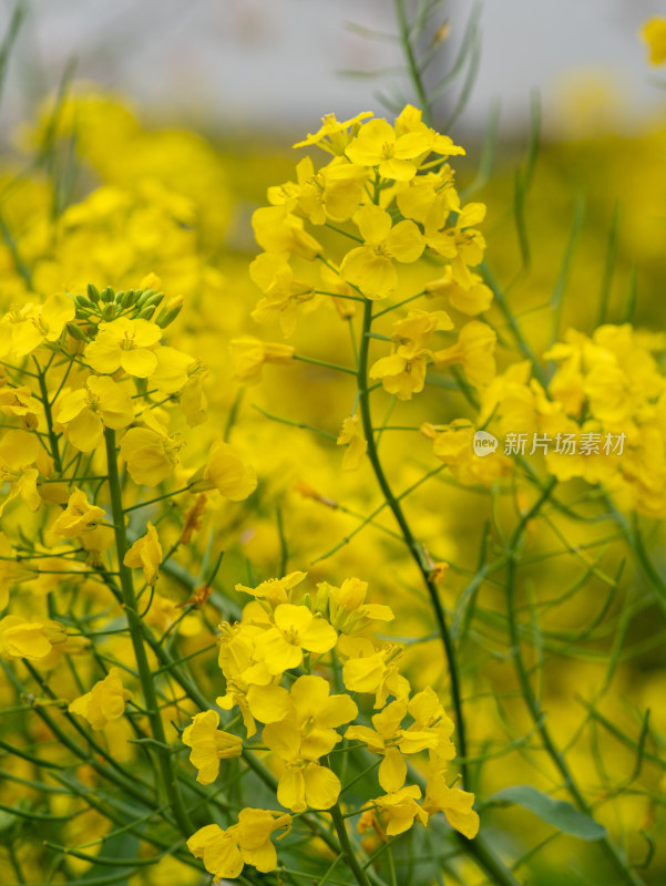 春天金黄色的油菜花