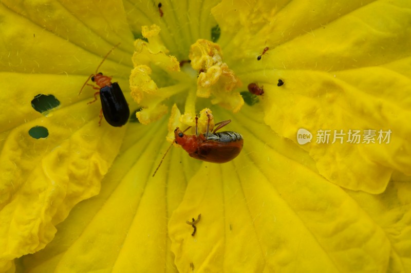 在草丛里觅食的甲虫